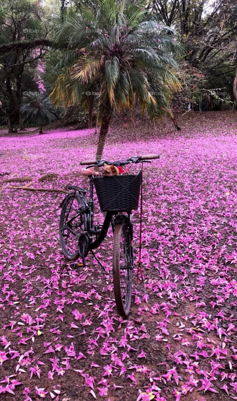 Pink world