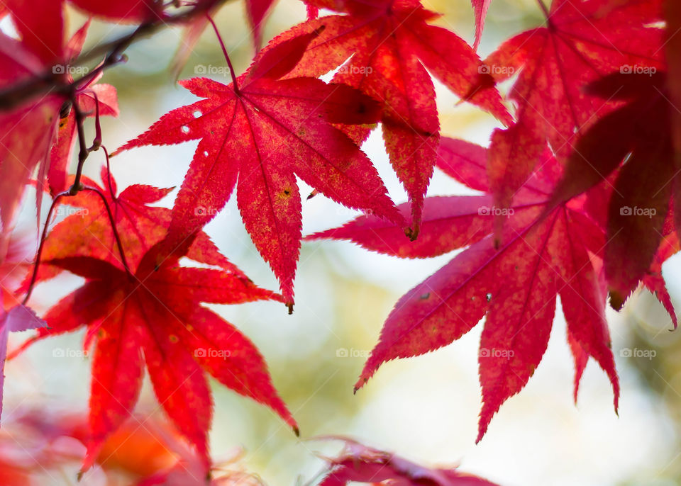 Red Maple Leaves