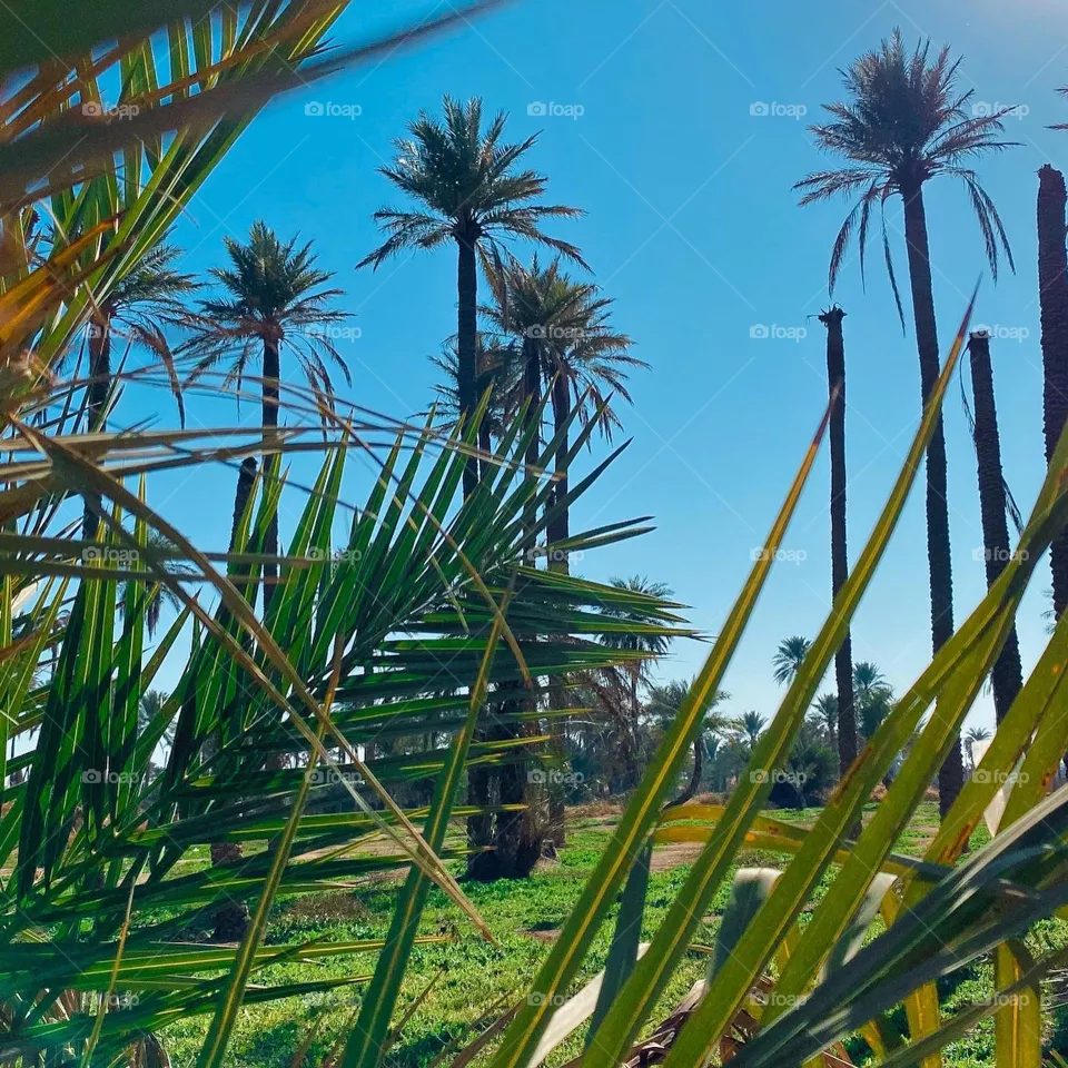 Palm