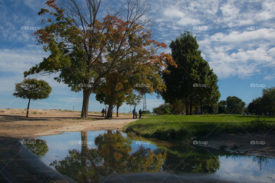 Tree water reflection 