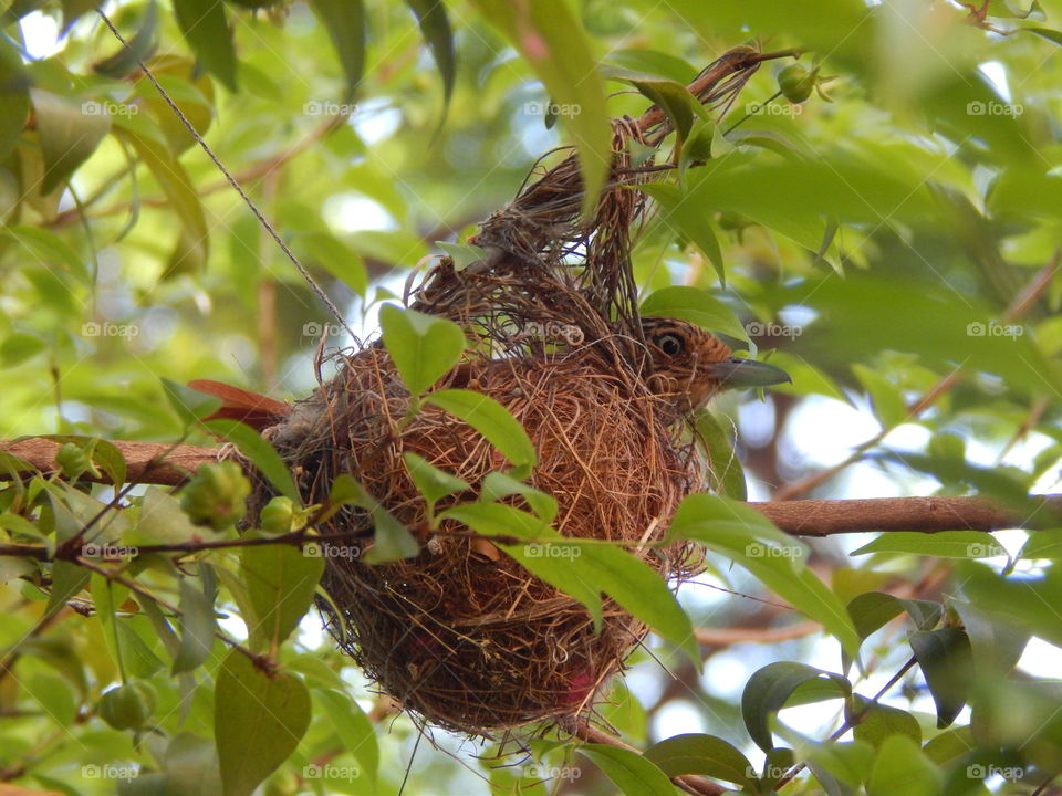 Nest