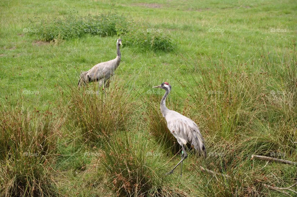 Cranes.