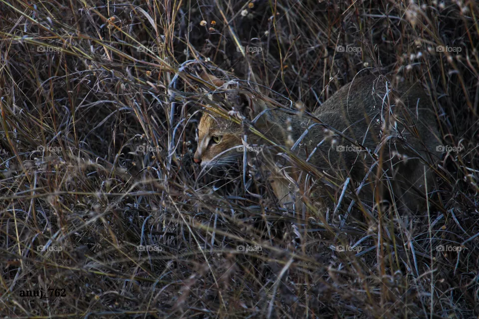 Wild Cat 📷 A shot by anuj_762