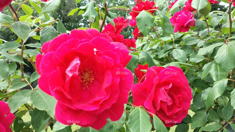 closeup roses