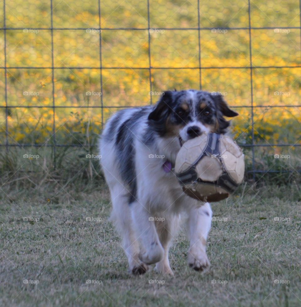 Miniature Australian Shepherd playing with a soccer ball. 