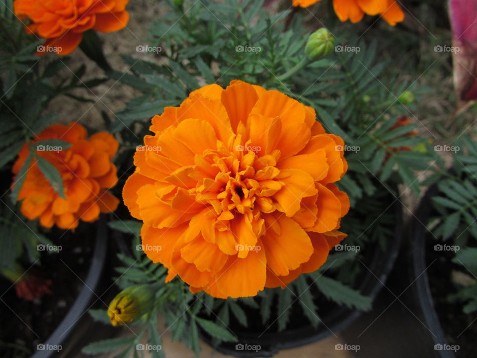Fresh orange flowers