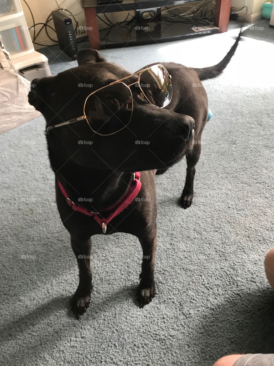 Hip dog Rockin some shades!