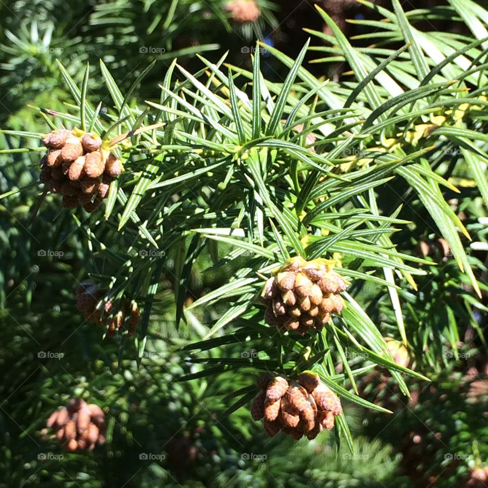 Pine cone on green branches