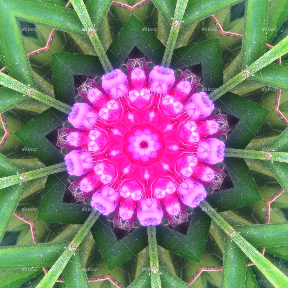 botanical nature pink flower by sightline