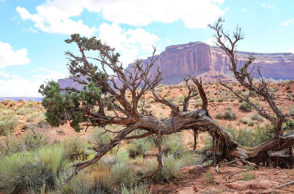 Monument volley tree 