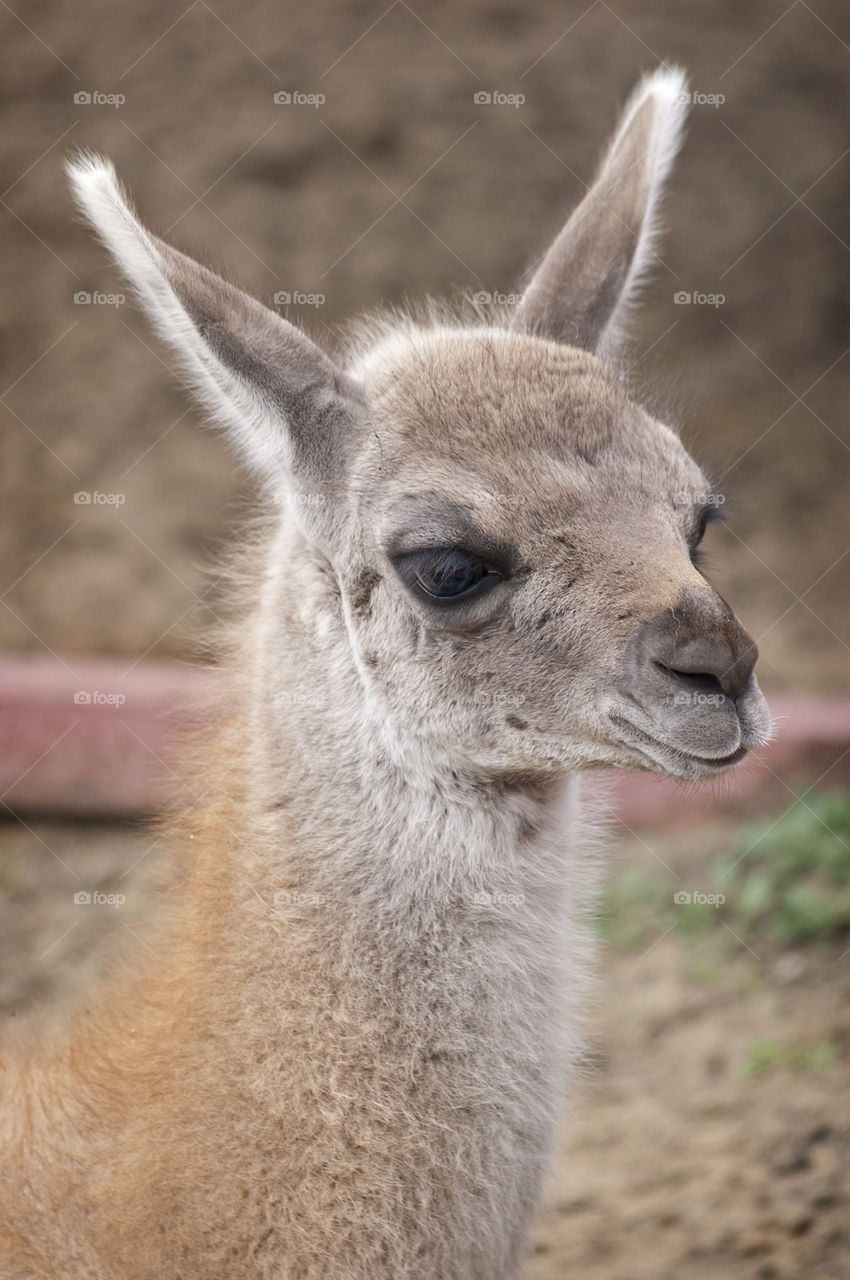 Baby llama