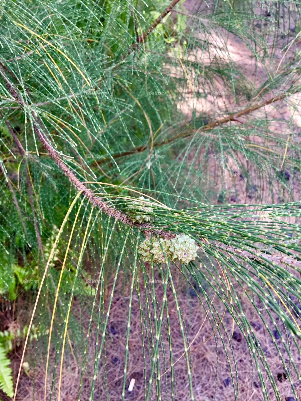 Casuarina equisetifolia – Common Ironwood