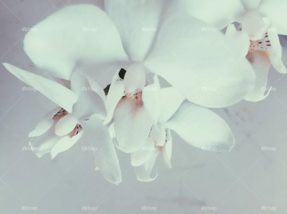 Orchid 