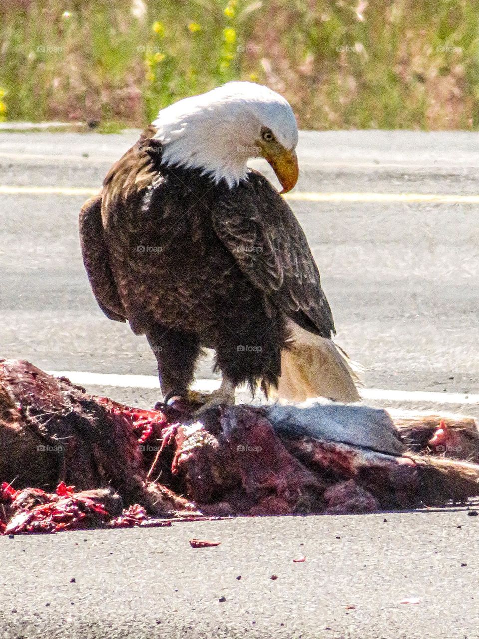 Bald Eagle digging into some roadkill on a hot summer day in Oregon