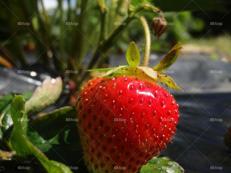 strawberry bush. strawberries ripening in the sun