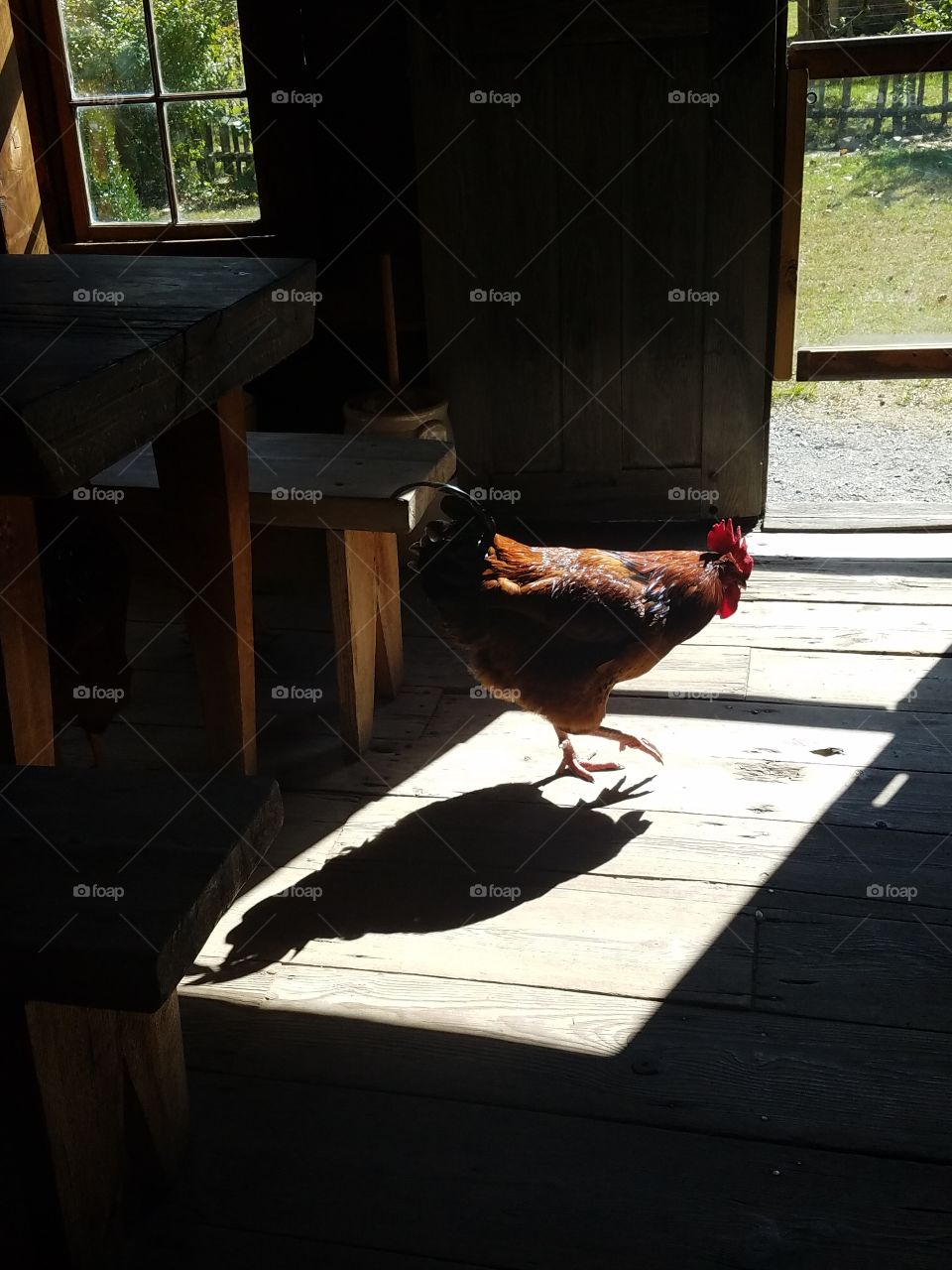 colorful rooster in a cozy log cabin
