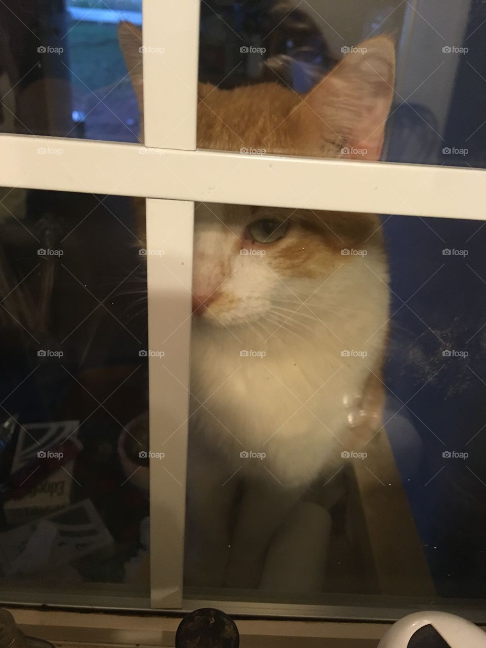 I see you what are you doing in there? Is that for me? Let me in I want some please!