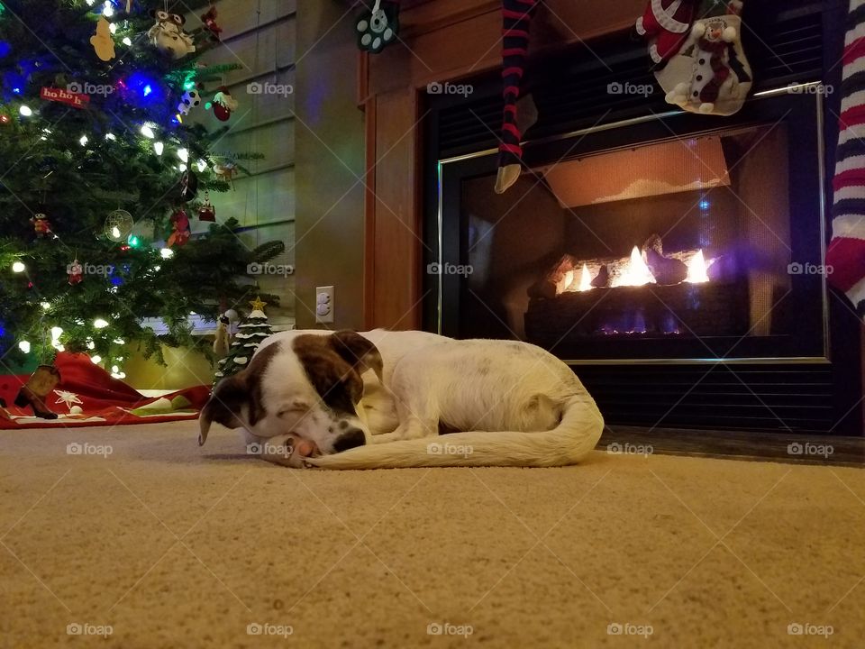 Puppy sleeping in front of fireplace and Christmas tree