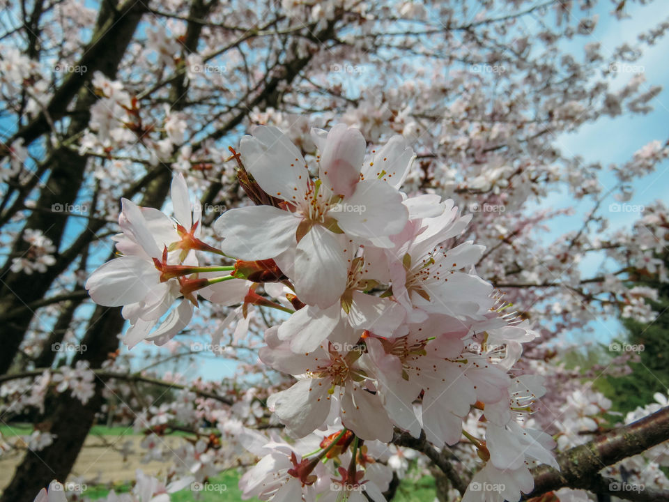 blooming sakura in spring on a sunny day