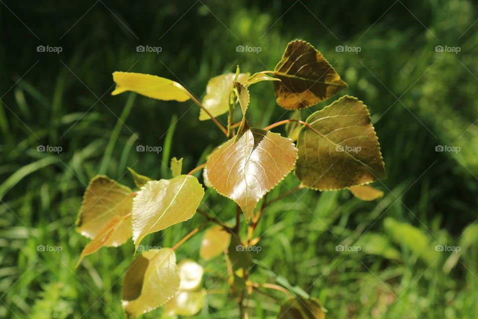 vegetation