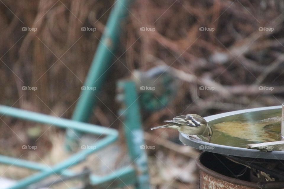 A titmouse drinks rainwater from a container in winter