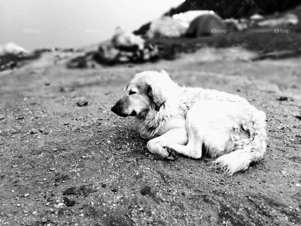 Dog at a high moutains with lot of fur