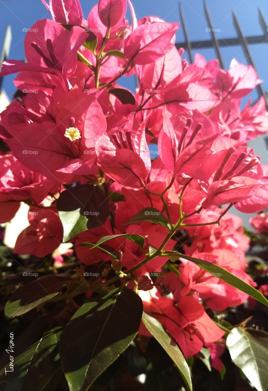 Bougainvilles