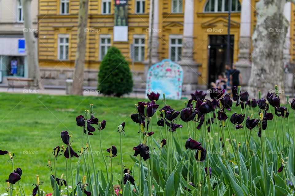 Park Zrinjevac, Zagreb