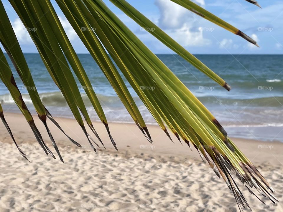 Photograph of the view of the beach through the palm leaf.