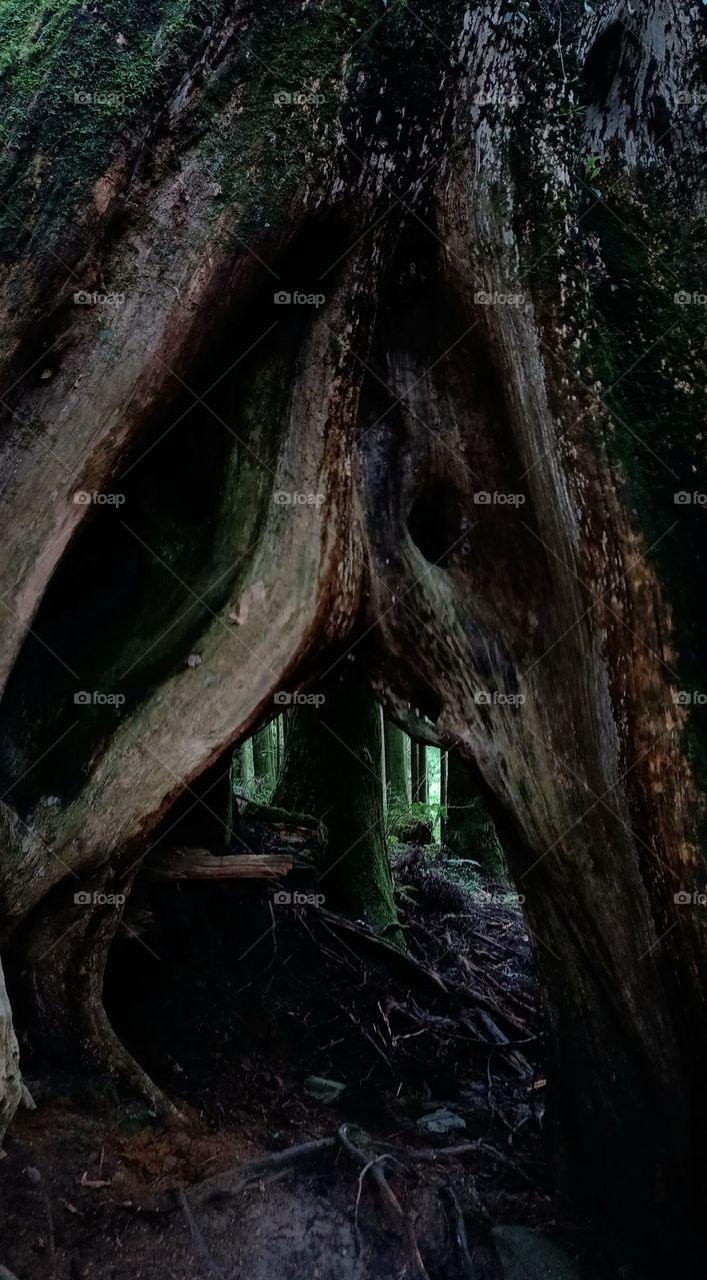 Enchanted lens: Exploring the magical forest -- The entrance of the dark forest, Yilan, Taiwan