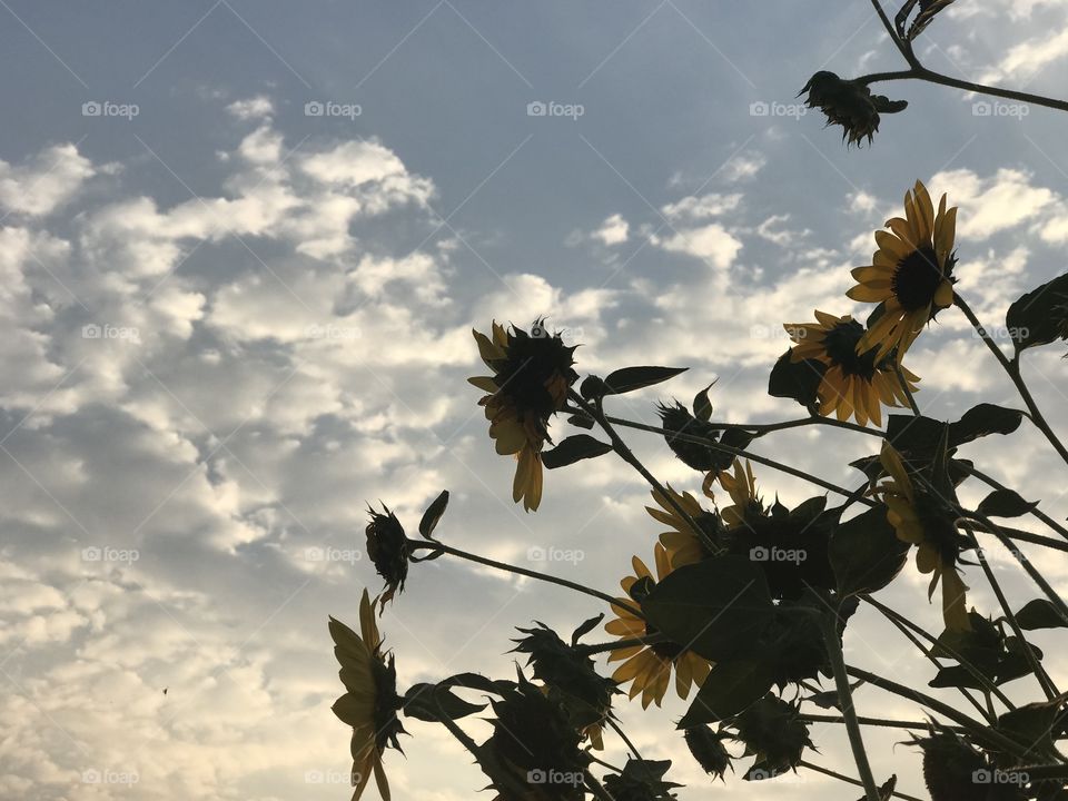 Sunflowers and clouds
