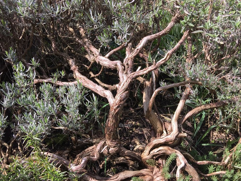 Shrub branches and roots