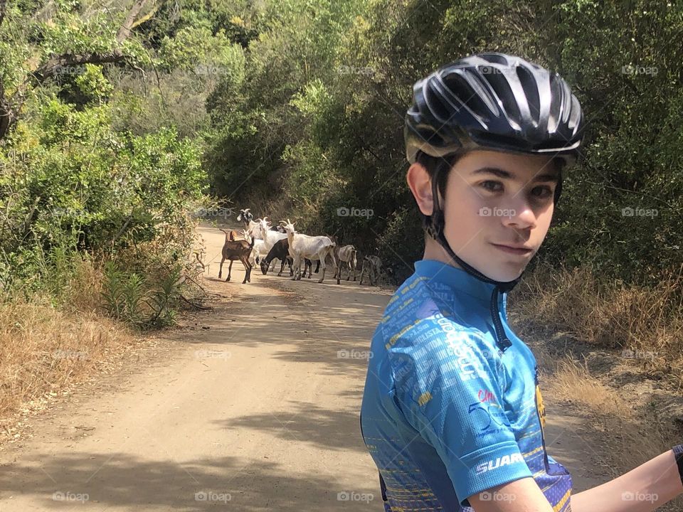 cyclist and goats