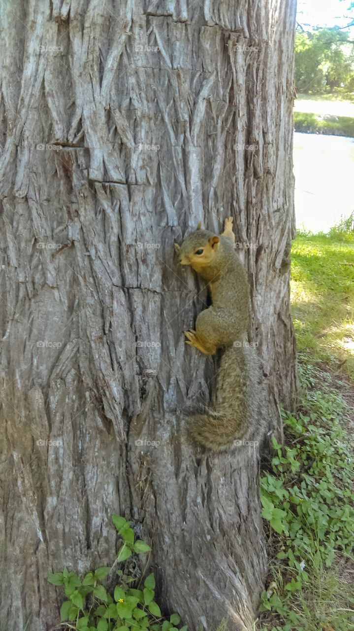 Friendly squirrel on tree