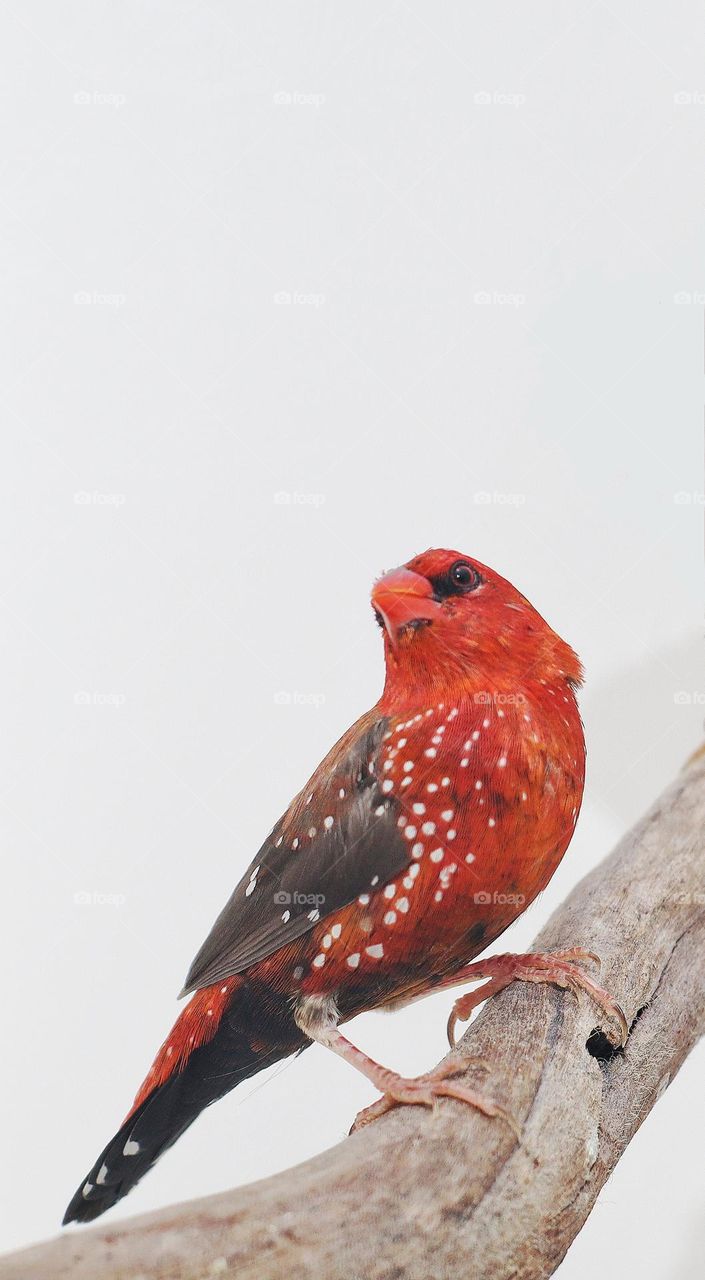 strawberry finch ( amandava )