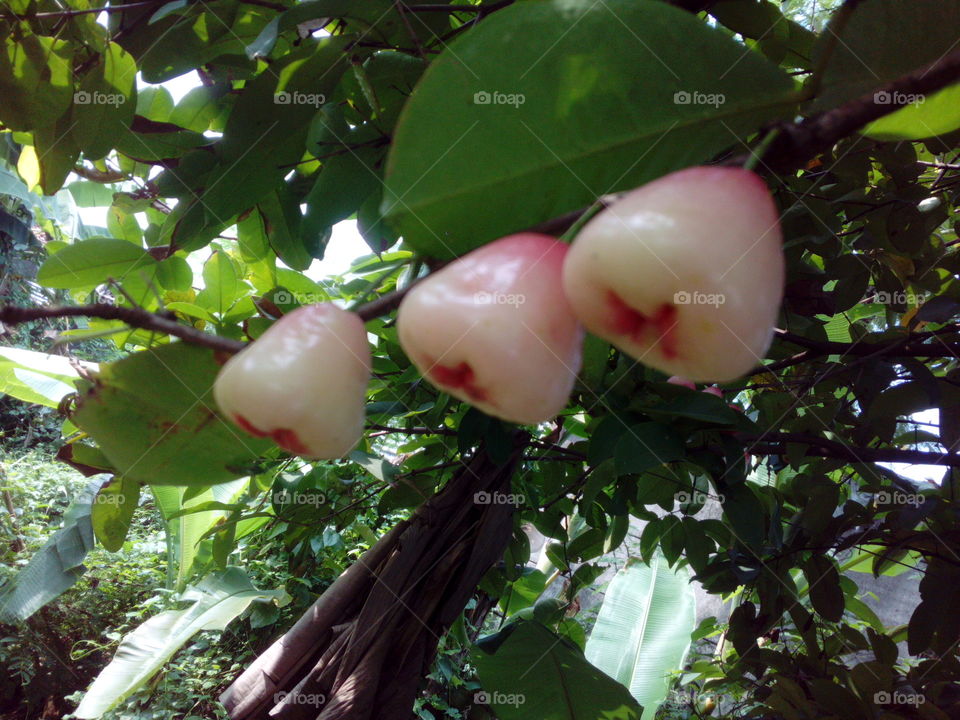 Jambu or Guava