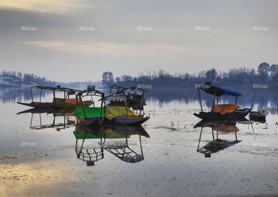 Shikara Boats In Manasbal Lake Kashmir