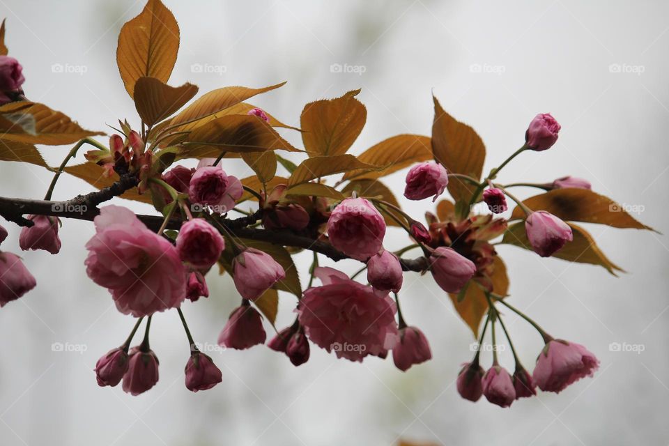 spring roses