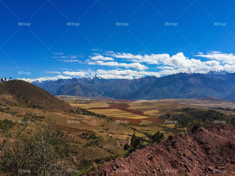 Quinoa farm Peru 