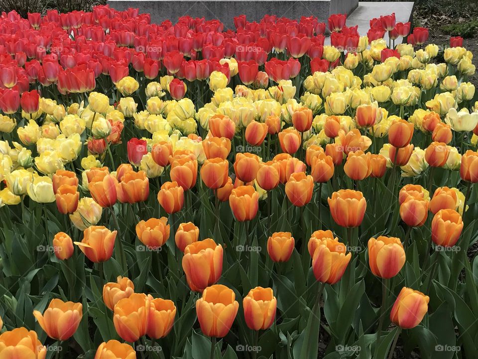 Multicolored field of tulips