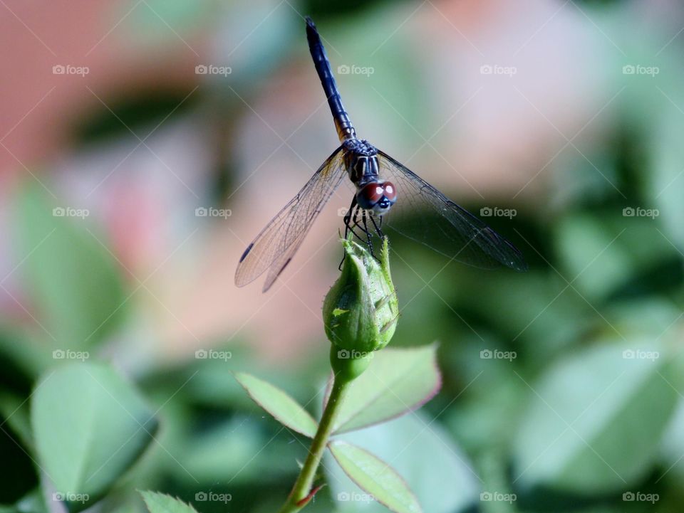 Dragonfly on the Bud