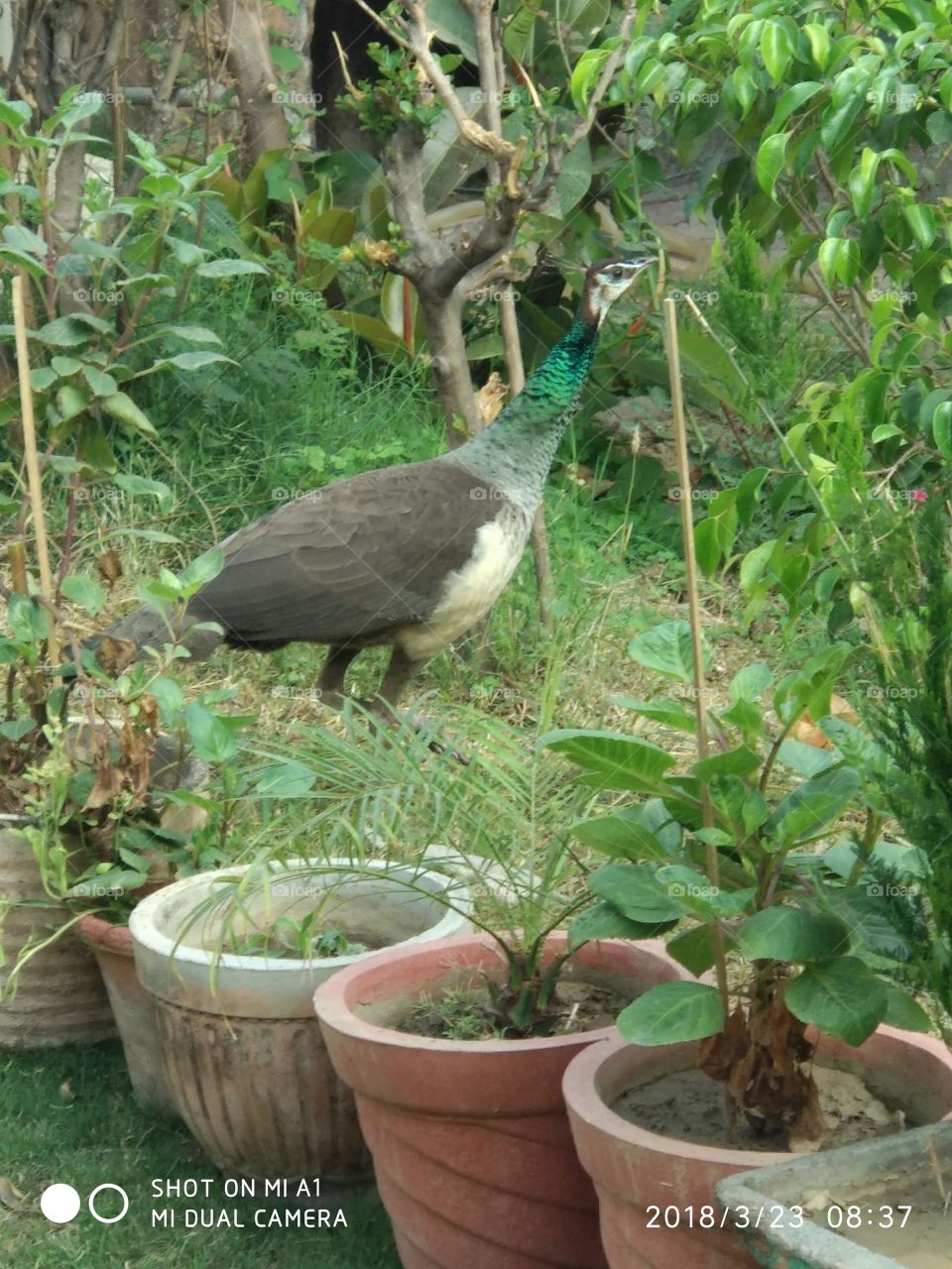 Peahen