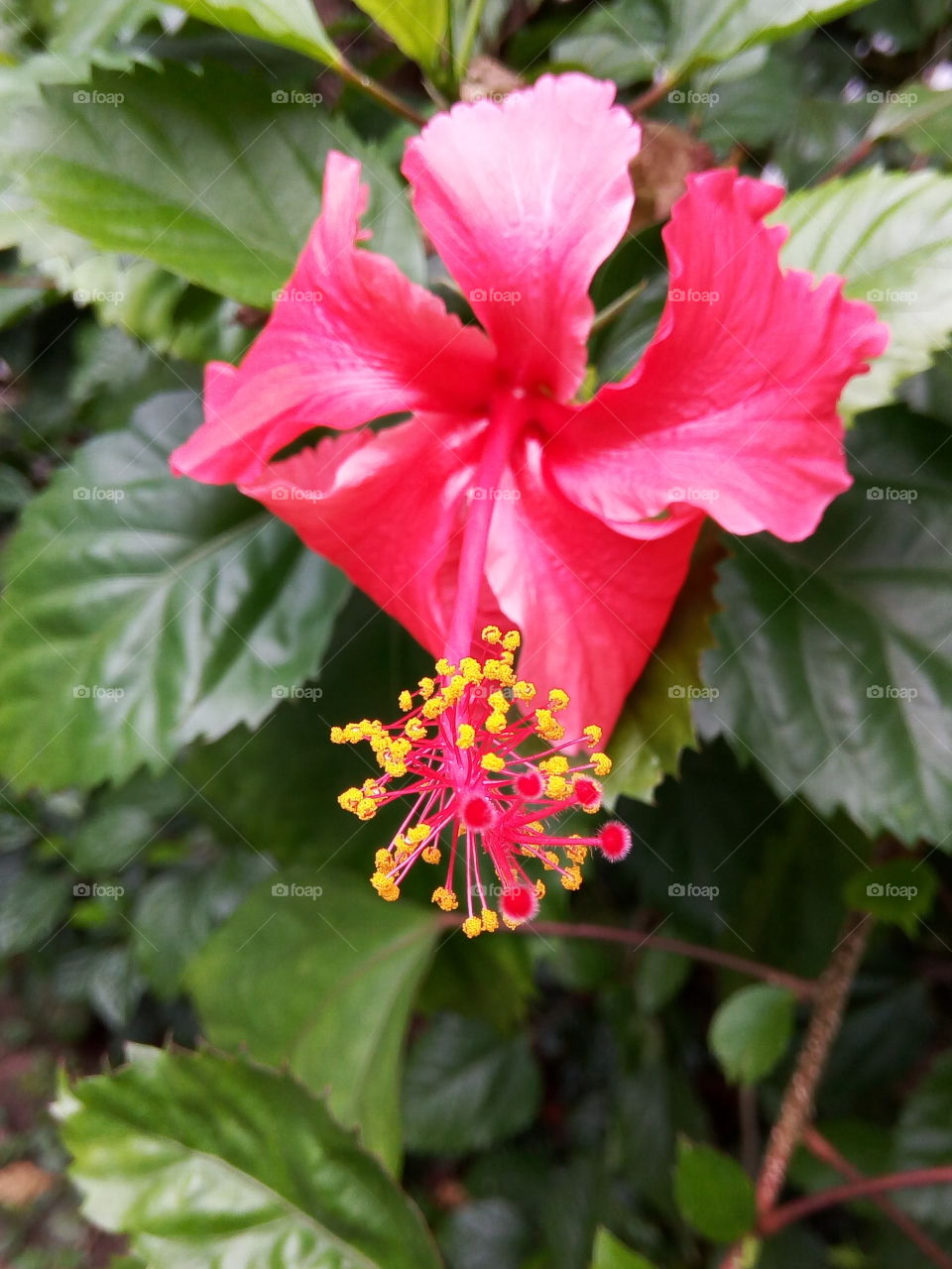 hibiscus