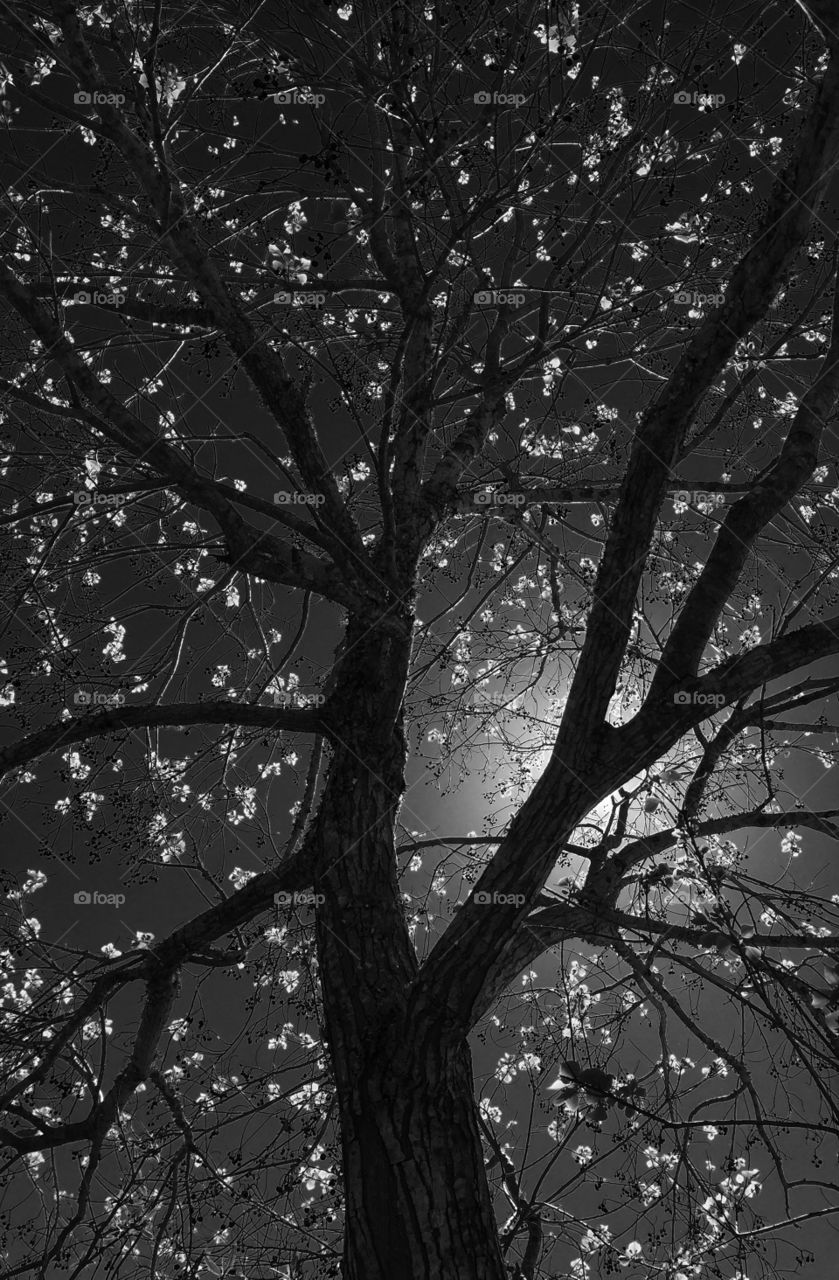 Spring is here, Mandeville, La