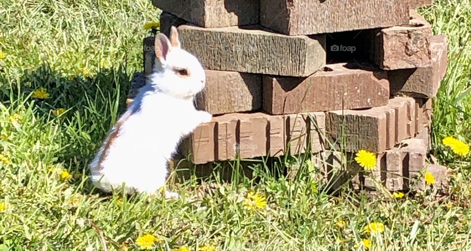 Baby bunny