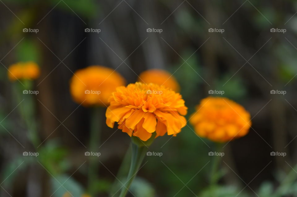 Marigolds were originally flowers of the Calendula family, also brightly coloured in shades of orange and yellow, but with simpler petals. They grow widely across Eurasia and were often used in religious rituals.