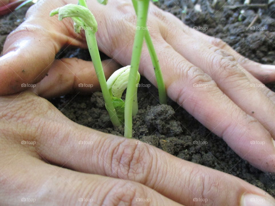 gardening