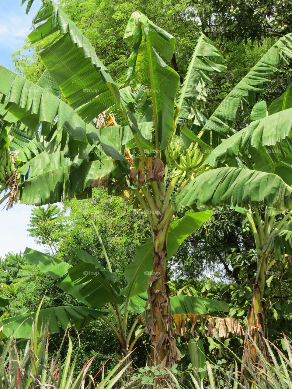 Plantain tree