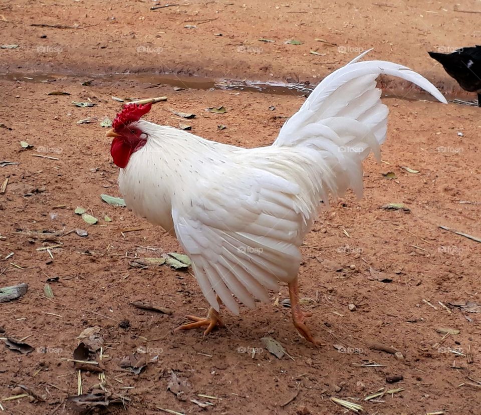 White rooster stretching wing