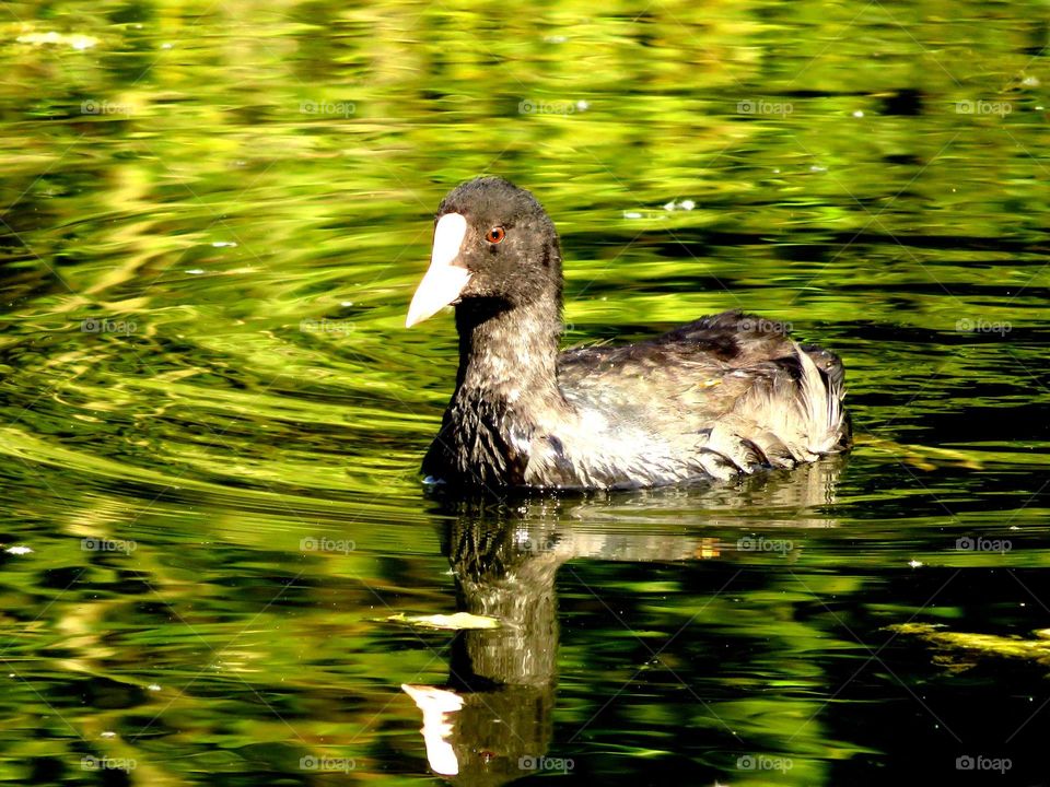 lovely bird